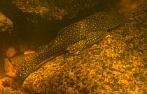 Harness sheatfish (Hypostomus sp) Surinam.  . 2003.