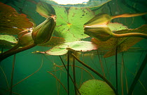 Pink Water lily buds and leaves growing in lake in Bauxite mine, Surinam. 2003.