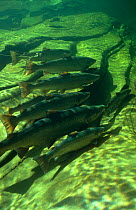 Atlantic salmon (Salmo salar} waiting in pool at mouth of river for water temperature to drop 3 degrees before swimming up river to spawn, Gaspe Penninsula, Canada. Note one salmon has a fishing hook...