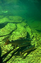 Atlantic salmon (Salmo salar} waiting in pool at mouth of river for water temperature to drop 3 degrees before swimming up river to spawn, Gaspe Penninsula, Canada.