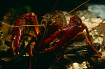 Louisiana swamp crayfish (Procambarus clarkii) captive, introduced to Holland in 1990's.