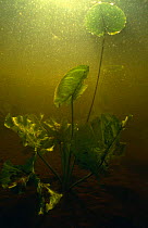 Water fleas (Daphnia magna) and Yellow water lily, Peat bog lake, Holland