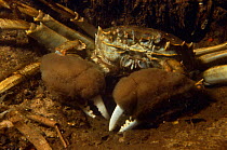 Chinese mitten crab (Eriocheir sinensis) Holland. Introduced species