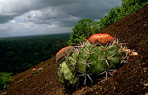 Cactus on the slopes of the Voltzberg / Voltz mountain, Central Surinam Nature Reserve, Surinam . 2003.