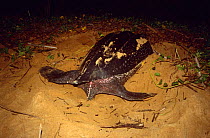 Leatherback turtle (Dermochelys coriacea) closing her nest after laying eggs. Babunsanti Beach, Galibi, Surinam . 2003.