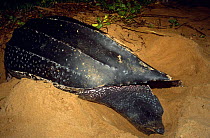 Leatherback turtle (Dermochelys coriacea) closing her nest after laying eggs. Babunsanti Beach, Galibi, Surinam. 2003.