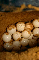 Eggs of Leatherback turtle {Dermochelys coriacea} Babunsanti Beach, Galibi, Surinam. . 2003.