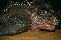 Leatherback turtle {Dermochelys coriacea} returning to sea after egg laying on Babunsanti Beach, Galibi, Surinam . 2003.