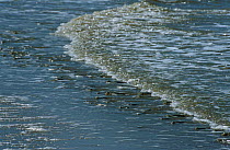 Largescale foureyed fish (Anablebs anablebs) amongst the waves breaking on the Samsambo Beach, Galibi, Surinam. 2003.