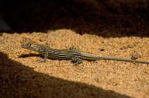 Green rainbow lizard (Cnemidophorus lemniscatus) female, Galibi, Surinam. 2003.
