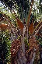 Oil Palm "Maripa" (Attalea maripa) tree with fruit, Babunsanti Beach, Galibi, Surinam . 2003.