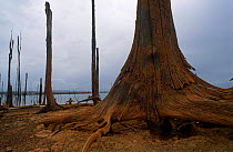 Dead rainforest tree on the "beach" of Lake Brokopondo, Surinam. Dam was built in 1964 and the rainforest flooded. In dry season some tree roots are exposed on the higher ground. 2003.