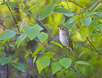 Arctic Warbler singing (Phylloscopus borealis), Kuusamo, Finland, 2005