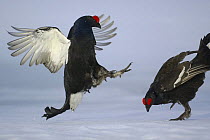 Black grouse (Tetrao tetrix) males fighting on snow, Kuusamo, Finland, 2003