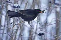 Blackbird (Turdus merula) male feeding on berries in snow, Vantaa, Finland, 2005