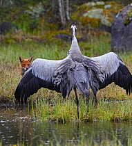 Common crane (Grus grus) displaying in defense against Red fox {Vulpes vulpes} Pernaja, Finland, May 2005. Magic Moments book plate.