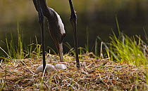 Common crane (Grus grus) tending to eggs in nest, Pernaja, Finland, May 2005