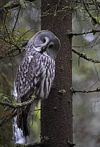Great Grey Owl (Strix nebulosa) perched in tree, head cocked to one side, Hyvinkää, Finland, January 2007
