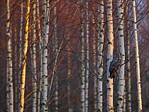 Great Grey Owl (Strix nebulosa) perched amongst birch trees, Hyvinkää, Finland, January 2007