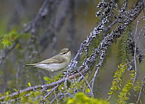Greenish Warbler (Phylloscopus trochiloides) perched, Kuusamo, Finland, June 2005