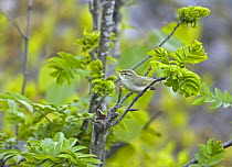 Greenish Warbler (Phylloscopus trochiloides) singing, Kuusamo, Finland, June 2005