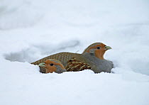 Grey Partridge (Grey Partridge) pair in thick snow, Liminka, Finland, February 2004