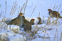 Grey Partridge (Grey Partridge) flock in snow, Liminka, Finland, February 2004