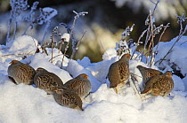 Grey Partridge (Grey Partridge) flock in snow, Liminka, Finland, February 2004