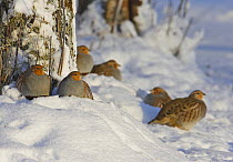 Grey Partridge (Perdix perdix) flock in snow, Liminka, Finland, November 2006