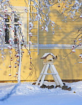Grey Partridge (Perdix perdix) flock feeding under bird table in snow, Liminka, Finland, November 2006
