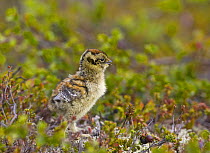Ptarmigan chick (Lagopus mutus) Ivalo, Finland, June 2006