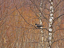 Ring Ouzel (Turdus torquatus) male perched in birch tree, Liminka, Finland, April 2006