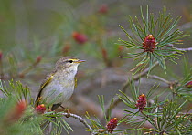 Willow warbler (Phylloscopus trochilus) amongst young pine cones, Estonia may 2005