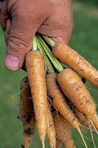 Organic Carrots (Daucus carota) in hand of gardener, UK
