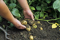 Digging up organic new Potatoes (Solanum tuberosum) UK