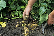 Digging up organic new Potatoes (Solanum tuberosum), UK