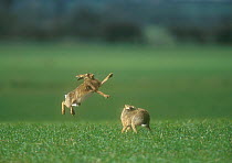 Brown Hares (Lepus europeaus) 'boxing' in spring, Norfolk, UK
