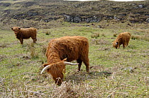 Highland Domestic Cattle (Bos taurus) roaming free, Mull, Inner hebrides, Scotland, UK