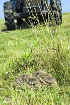 Brown Hare (Lepus europaeus) leverets in hay meadow with approaching tractor mower, Norfolk, UK