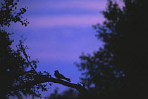 Nightjar (Caprimulgus europaeus) silhouette on branch, Norfolk, UK