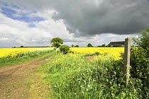 Country lane with public bridleway sign, oilseed rape fields and stormy summer sky, Norfolk, Uk, May