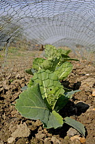 Organic Cabbages (Brassica oleracea capitata) under wire netting on allotment for protection from birds, Norfolk, UK