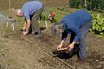 Gardeners planting Onion sets on allotment, March, Norfolk, UK