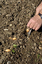 Gardener planting Onion sets on allotment, March, Norfolk, UK