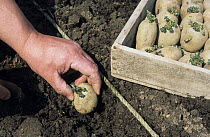 Planting seed potatoes (Solanum tuberosum) in spring, UK