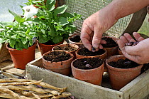 Planting runner bean (Phaseolus genus) seeds in the greenhouse in spring, UK