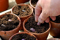 Planting runner bean (Phaseolus genus) seeds in the greenhouse in Spring , Norfolk, UK