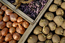 Runner Bean seeds (Phaseolus coccineus), seedling potatoes (Solanum tuberosum) and shallots (Allium genus) UK