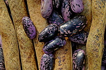 Runner Bean (Phaseolus coccineus) seeds and dried pods, UK