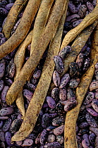 Runner Bean (Phaseolus coccineus) seeds and dried pods, UK